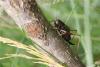 Zeuneriana abbreviata